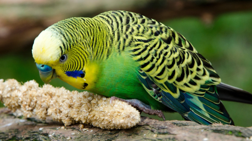 Budgie bird eating