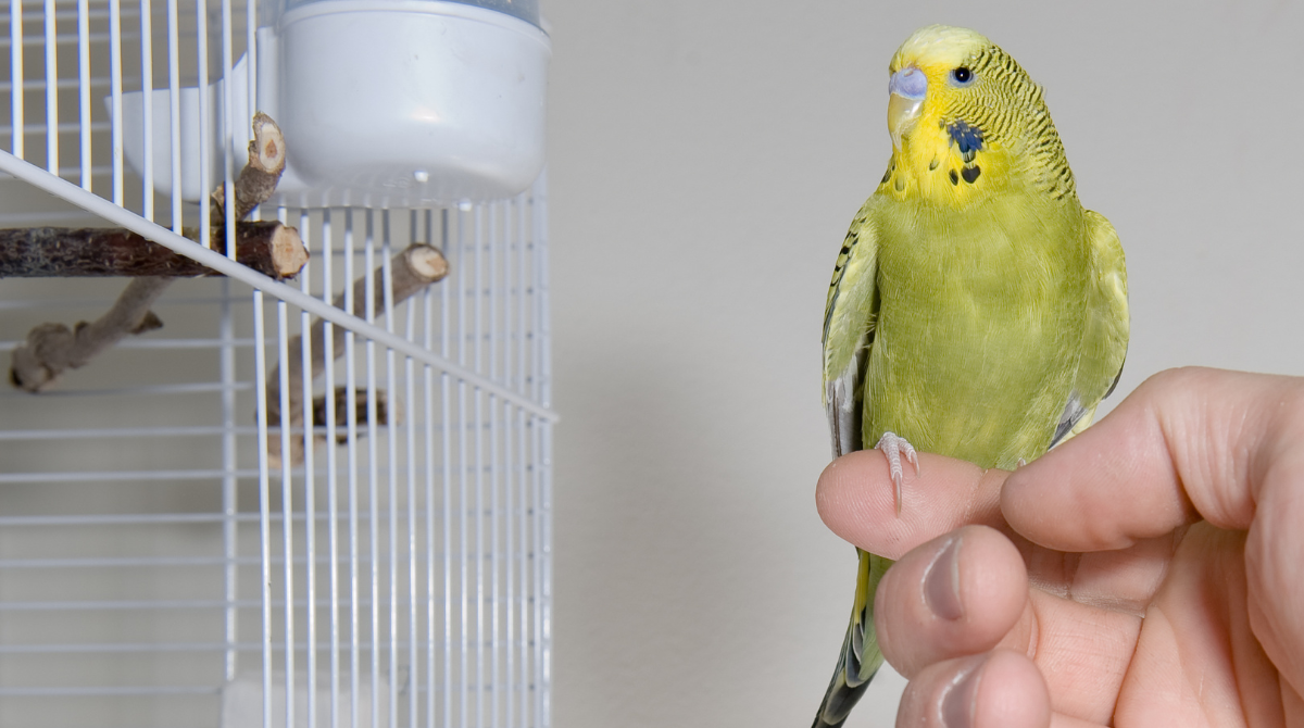 Pet birds care tips