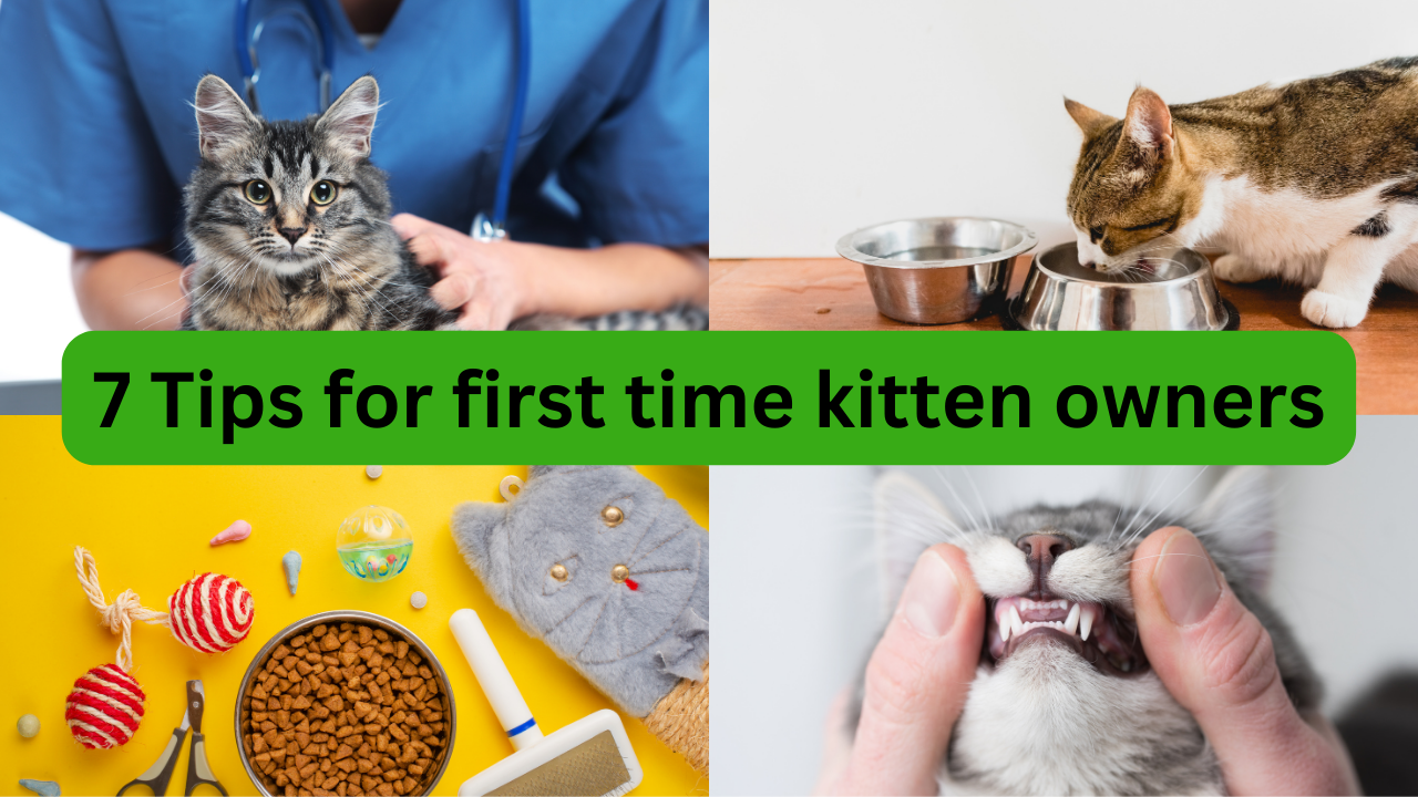 7-tips-for-first-time-kitten-owners-yesadvice-online