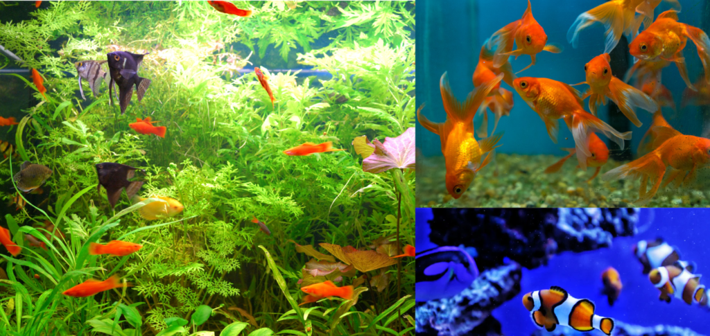 best aquarium fish