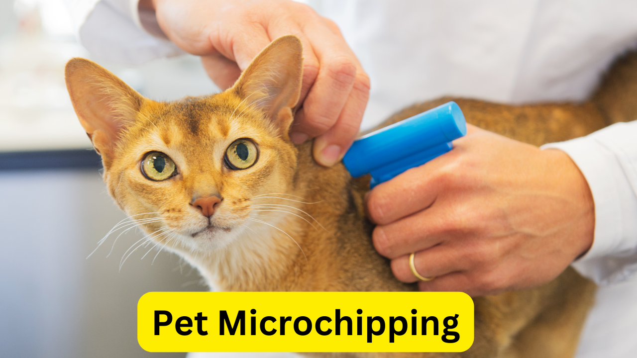 pet microchipping