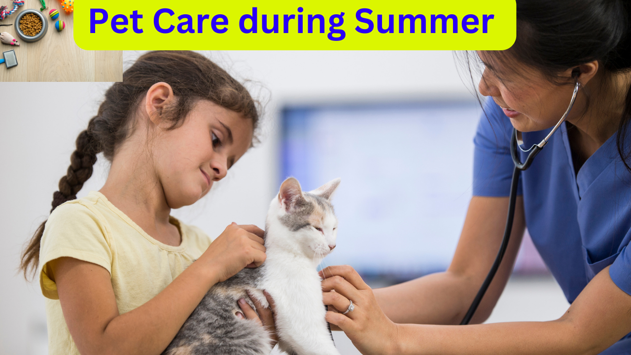 Pet Care tips during summer